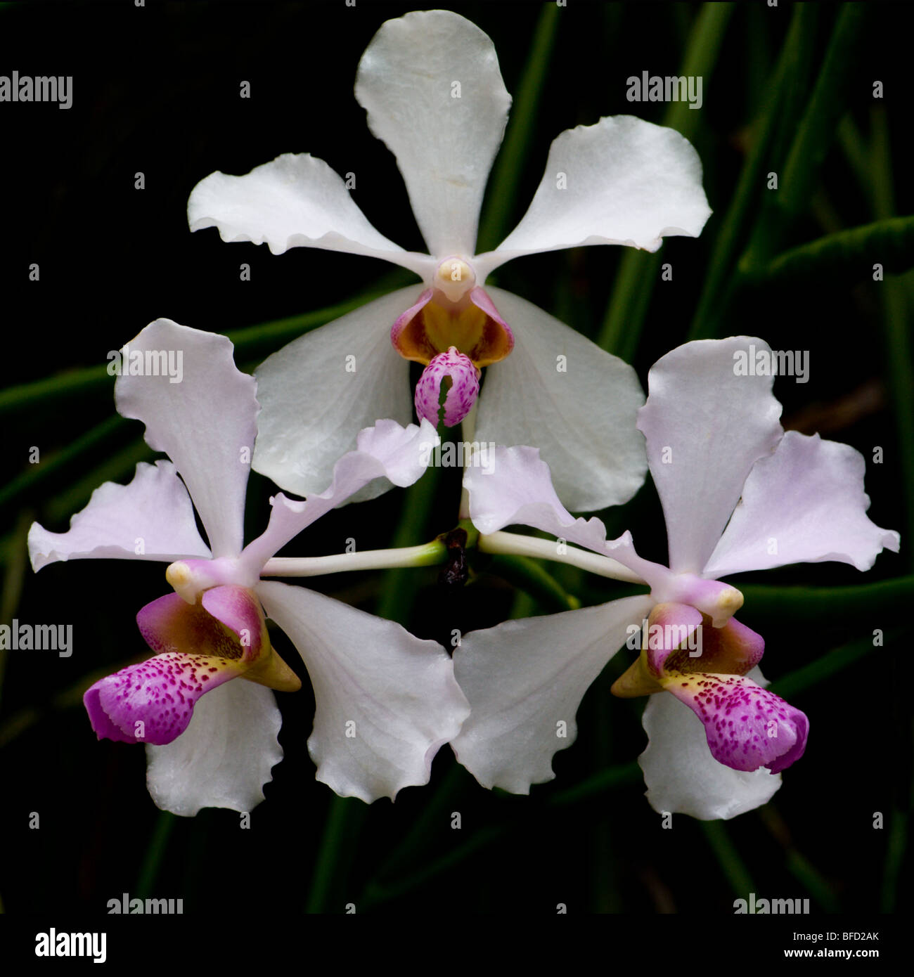Orchid Vanda John Club Stock Photo