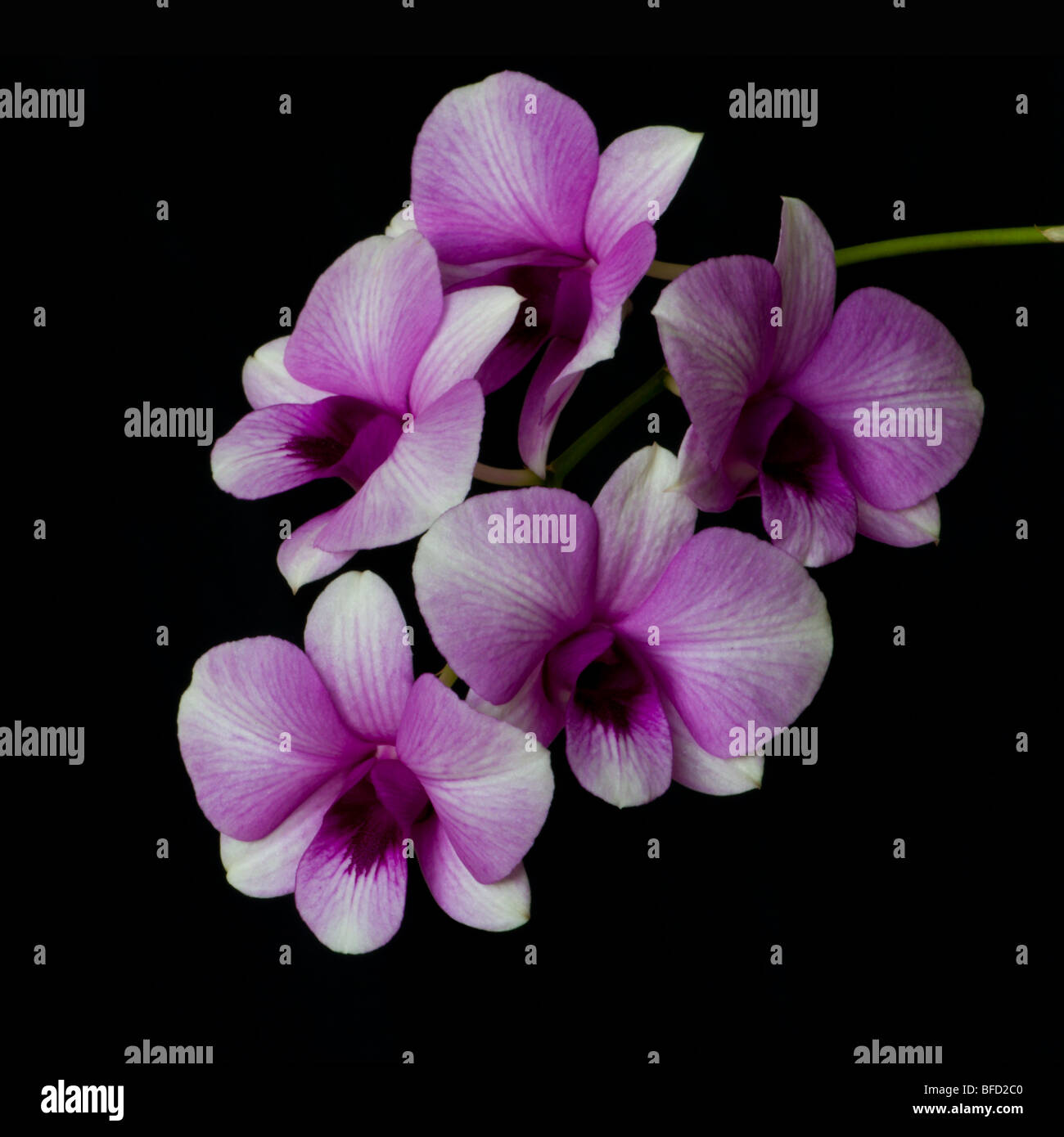 Pink & White Orchid Spray Stock Photo