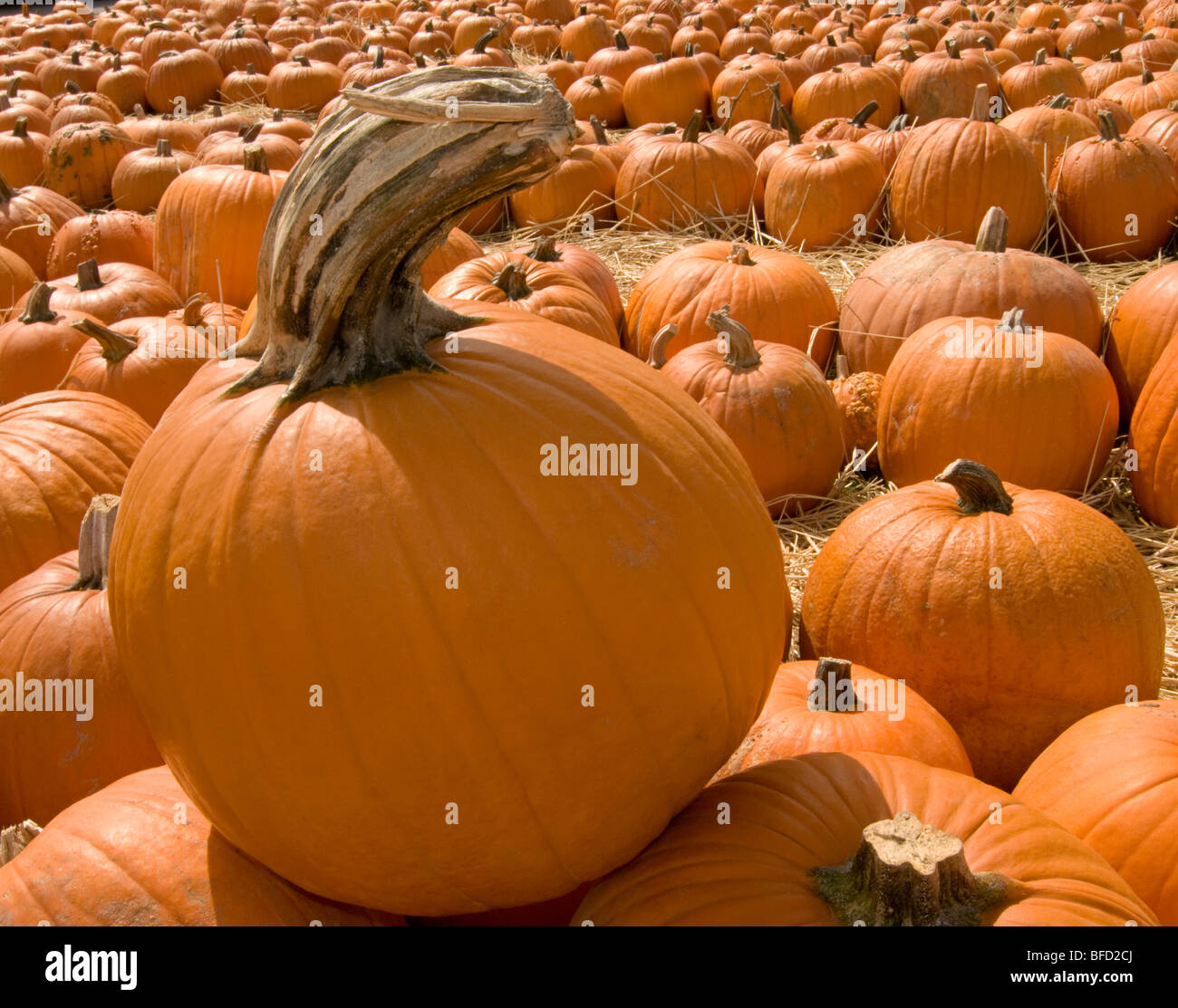 Pumpkin patch, North Carolina Stock Photo Alamy