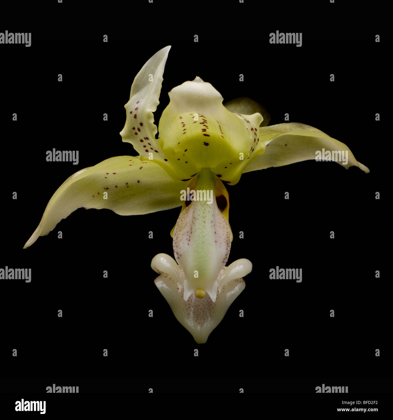 Orchid Stanhopea oculata Stock Photo