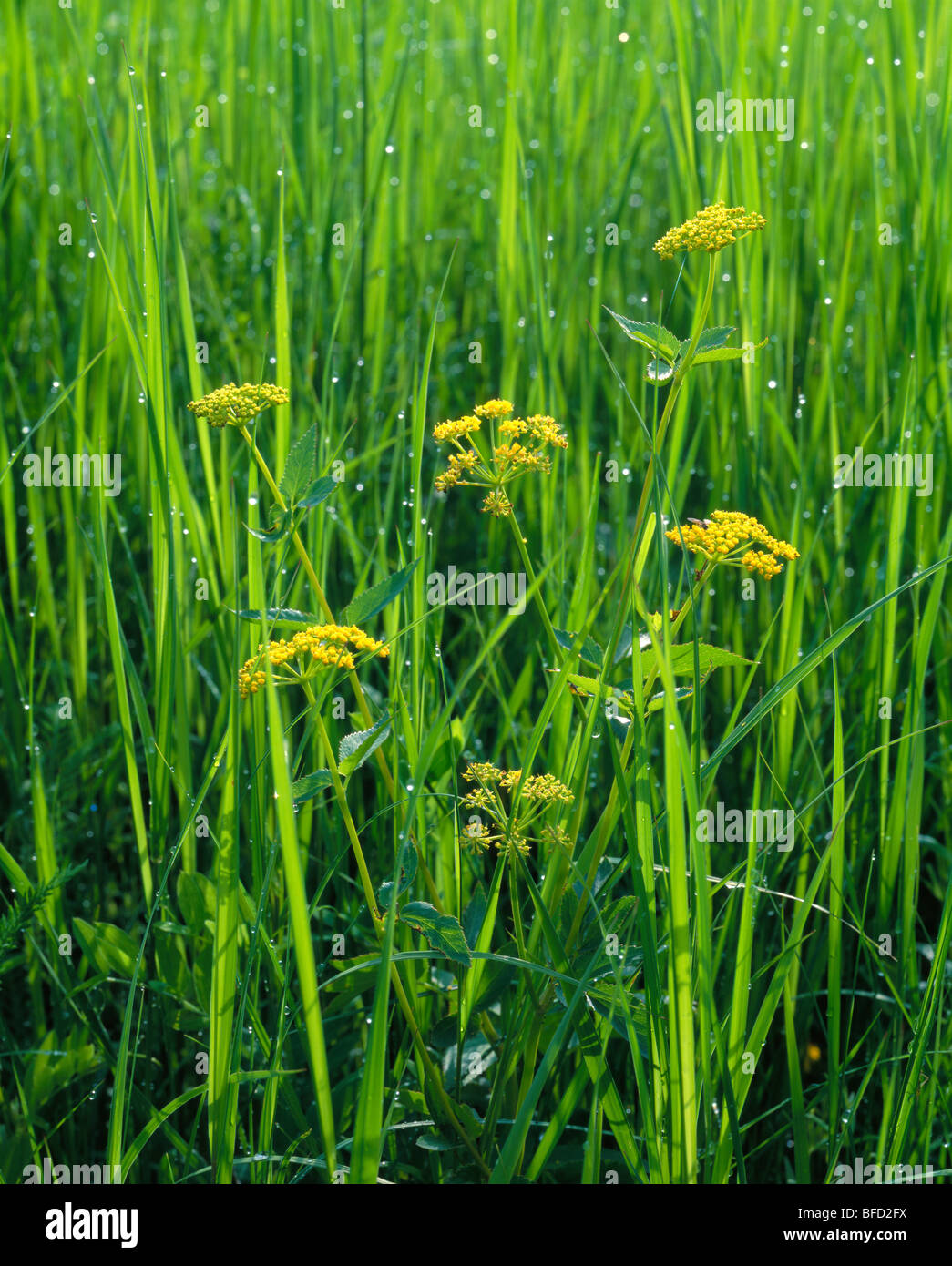 golden alexander (Zizia aurea) in a tallgrass prairie remnant, Chipera Prairie, Winneshiek County, Iowa Stock Photo