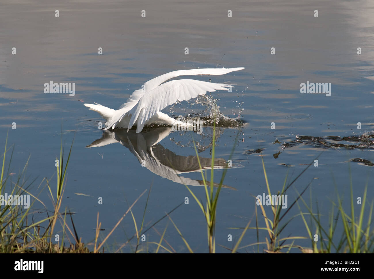 White Egret feeding on small fish Stock Photo