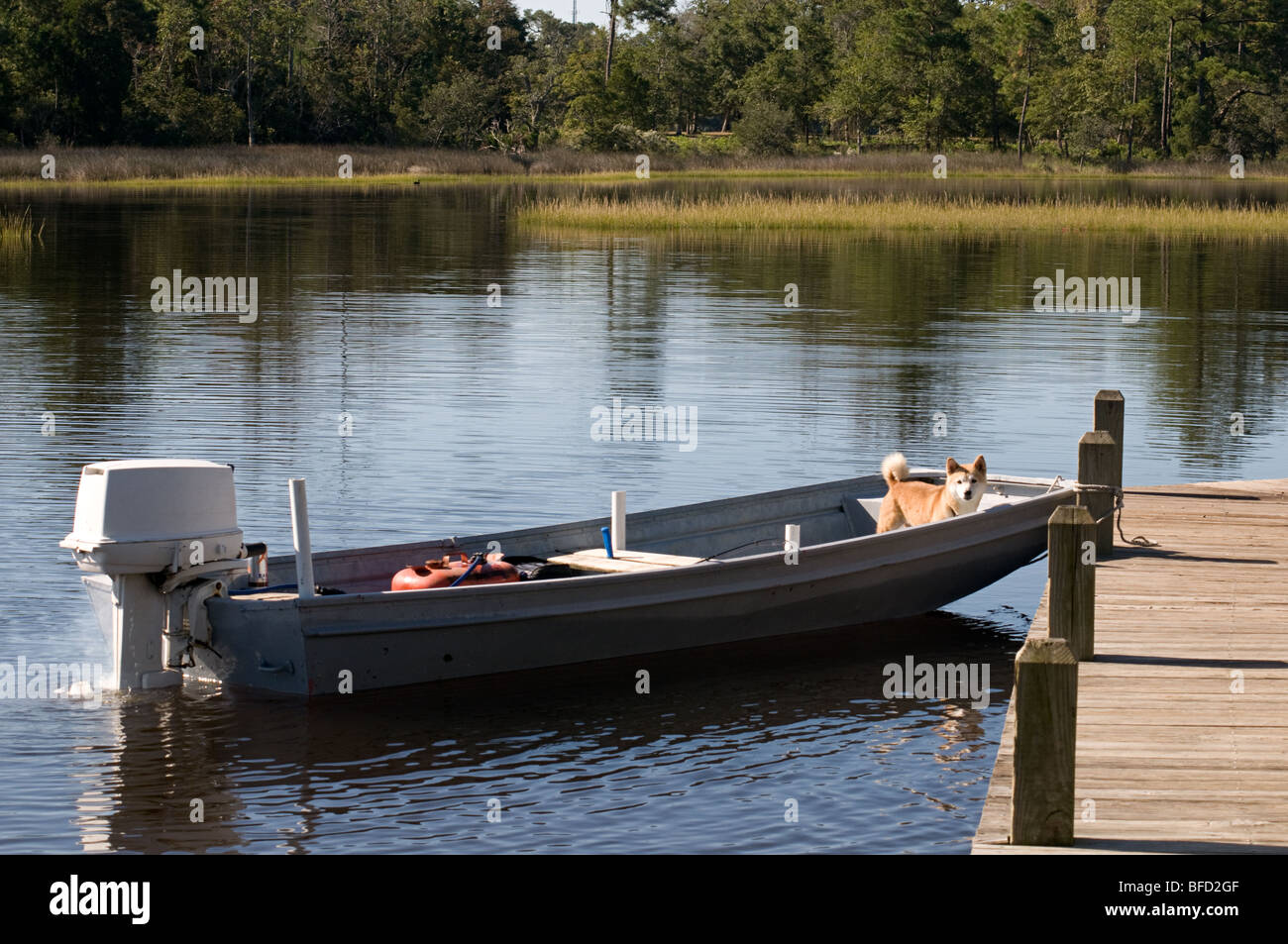 Dog in fishing boat Stock Photo Alamy