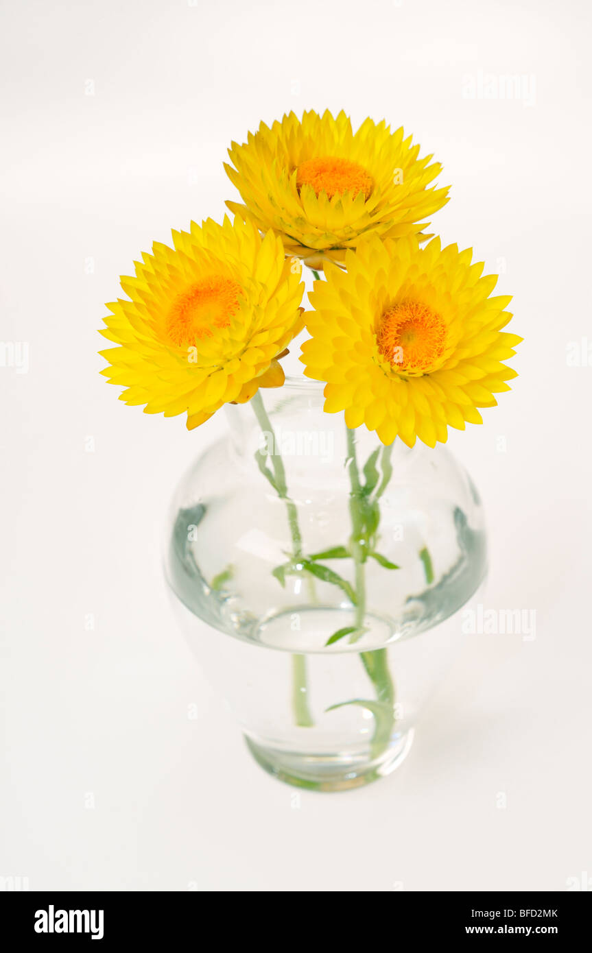 Strawflower, Helichrysum, in glass vase Stock Photo