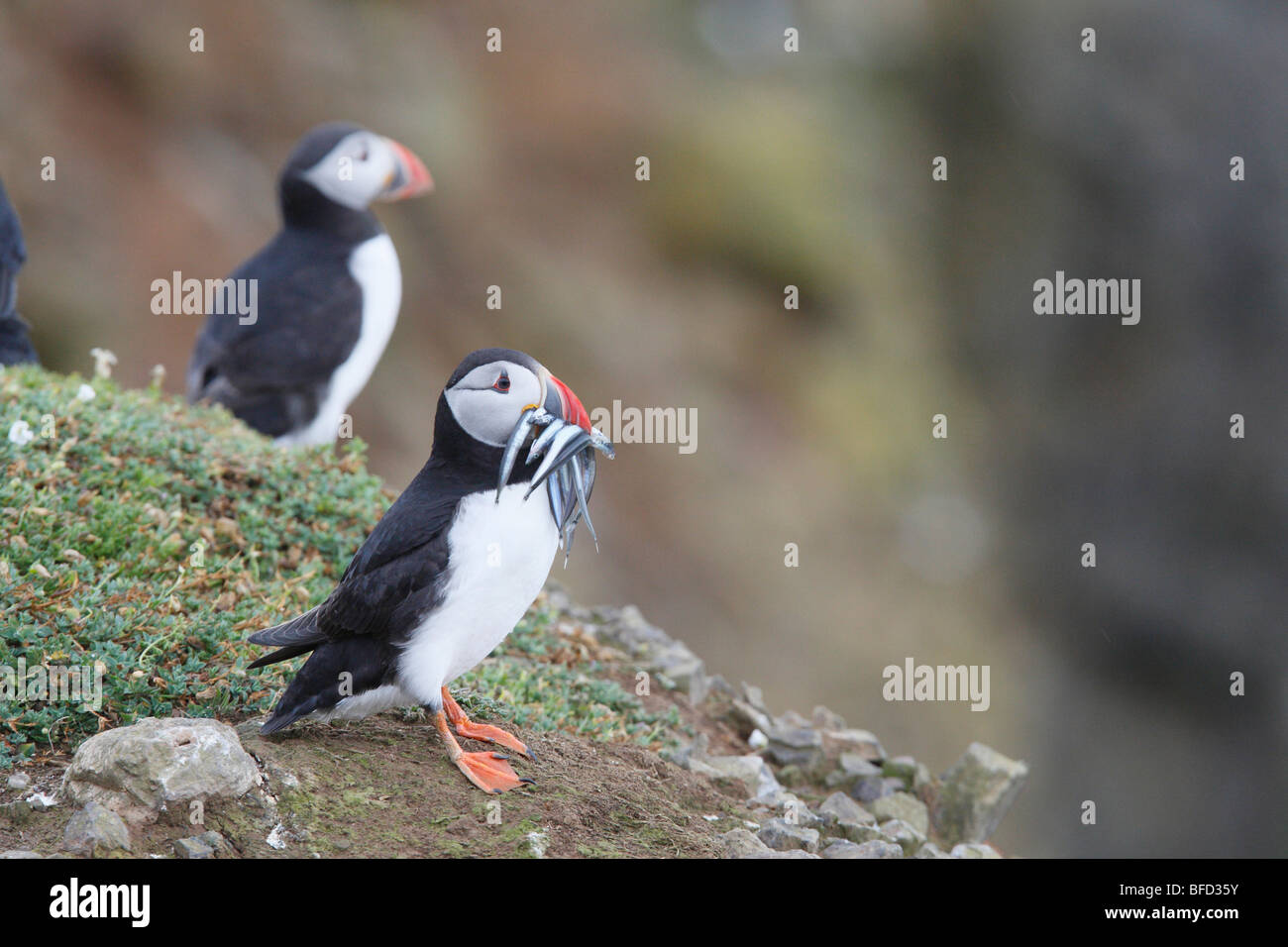 Atlantic Puffin with Sandeels Stock Photo