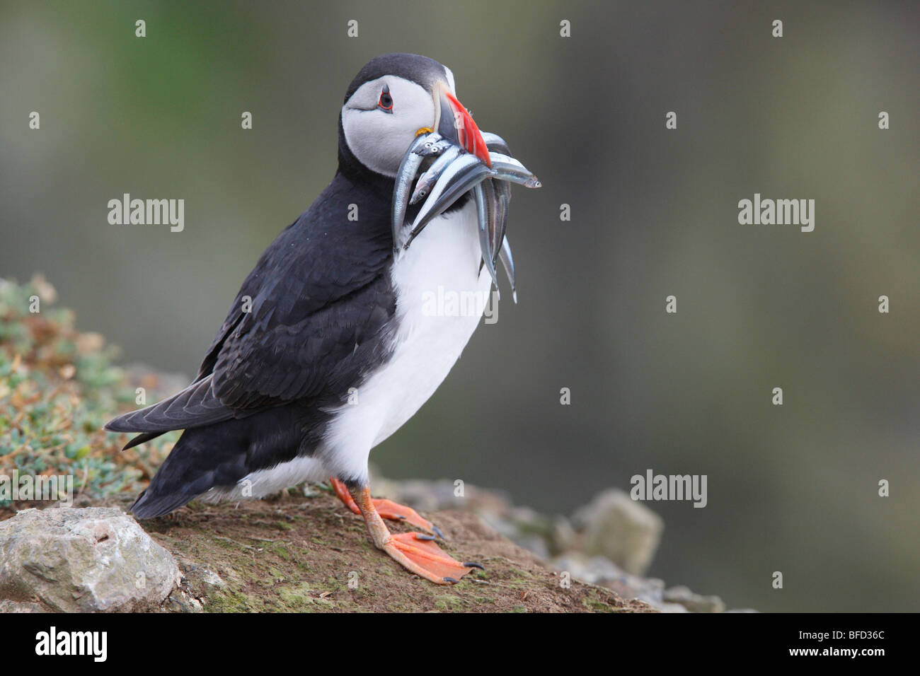 Atlantic Puffin with Sandeels Stock Photo