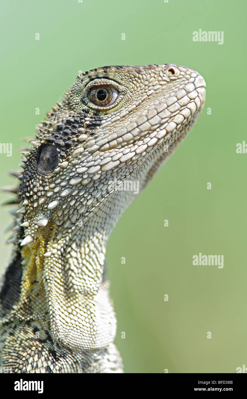 image of an eastern water dragon lizard Physignathus lesueurii Stock Photo