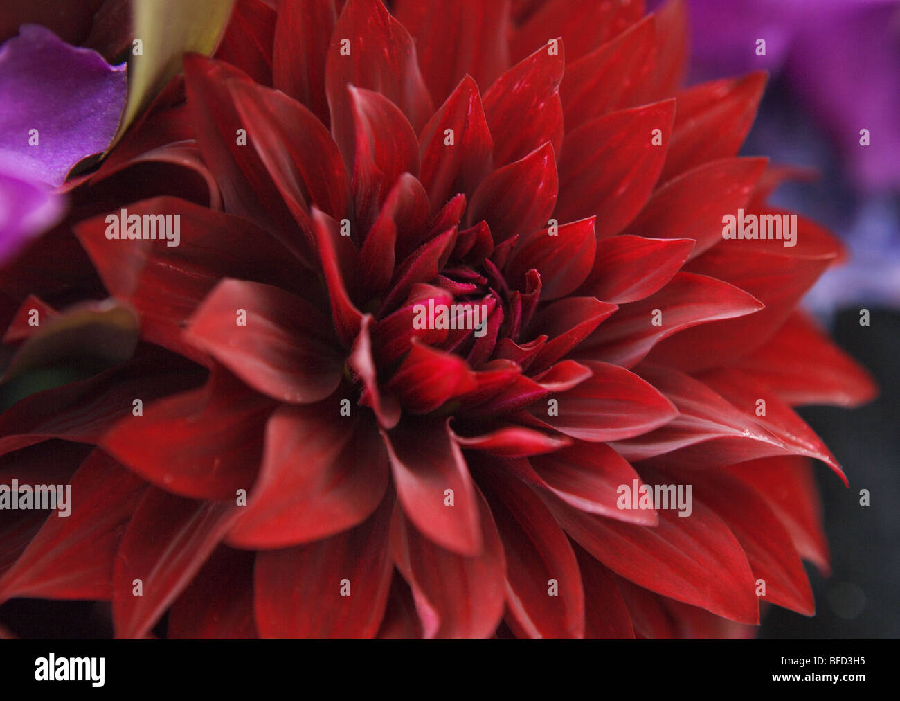 Dahlia photography hi-res stock photography and images - Alamy