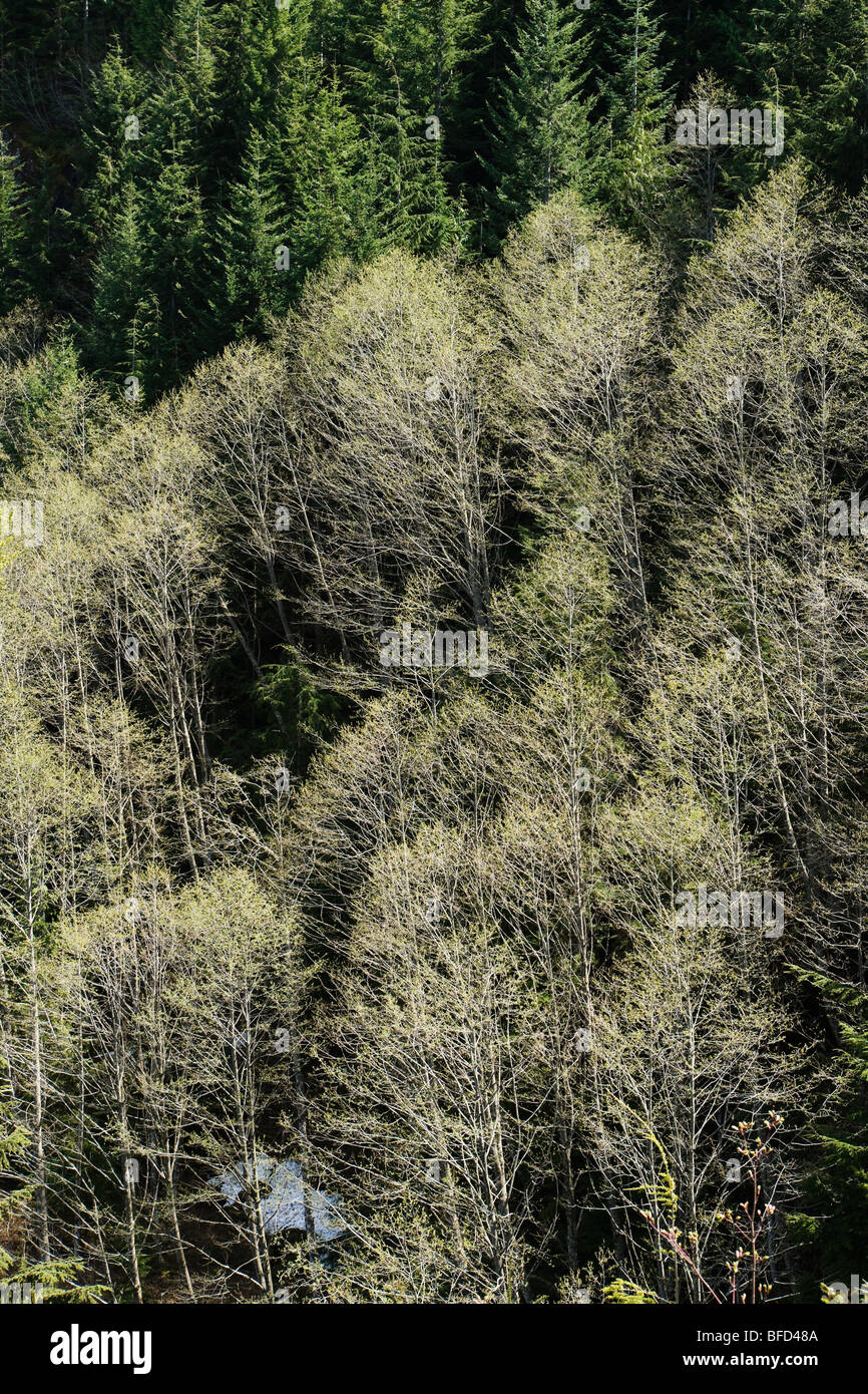 A view looking down ata stand of Red Cedar trees on a mountainside, Cascade Mountains, Washington, USA. Stock Photo