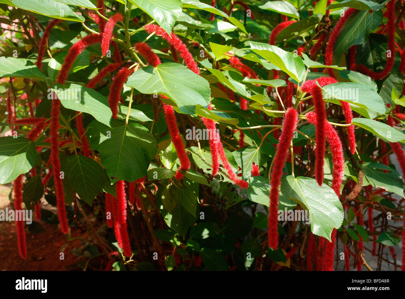 Chenille plant Stock Photo Alamy
