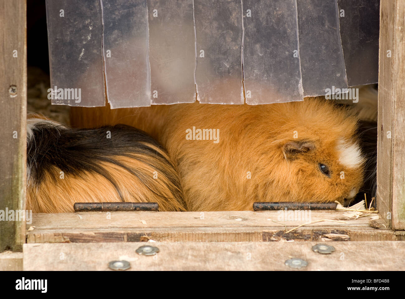 Guinea Pigs in a hutch Stock Photo Alamy