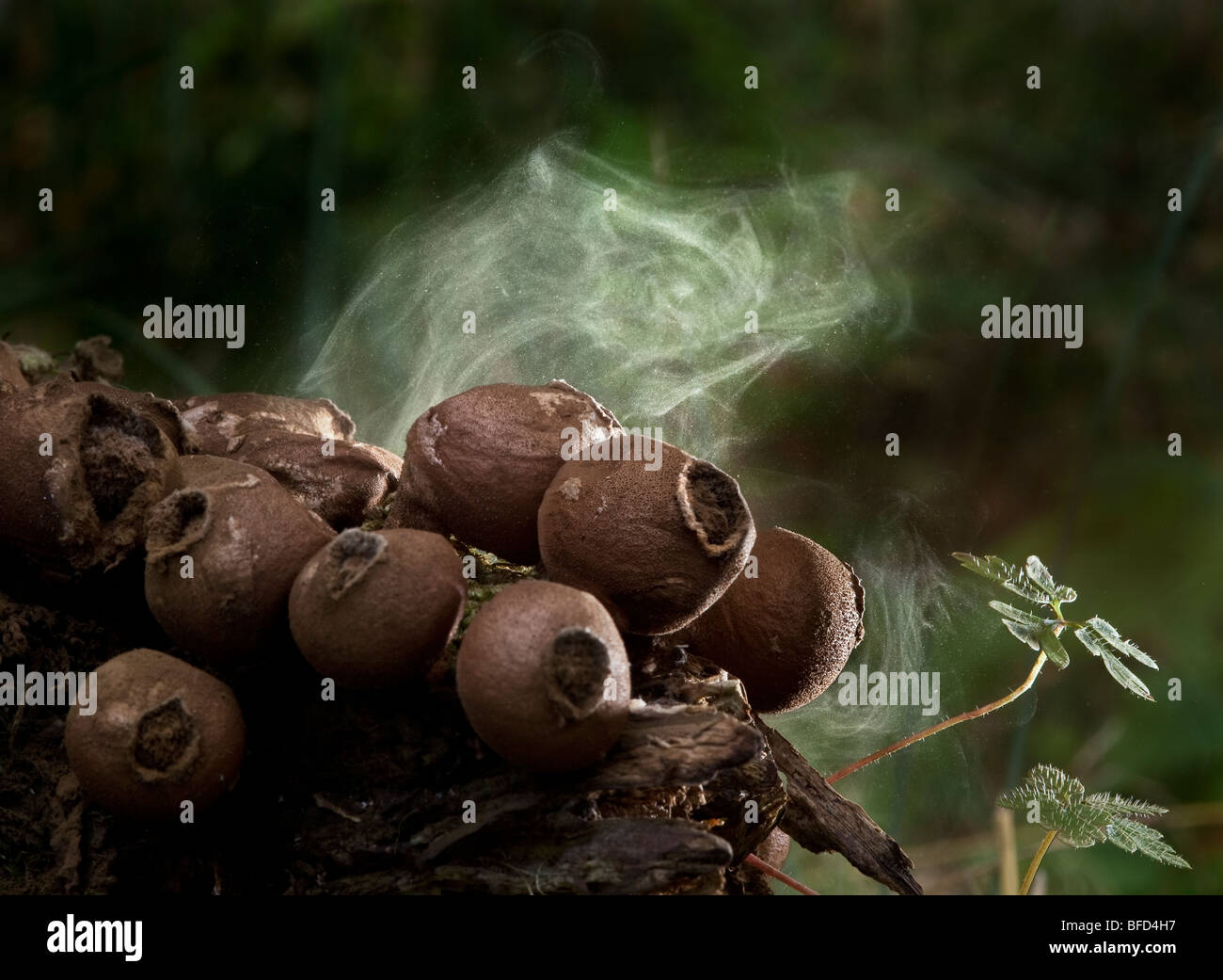 Stump puffballs (Lycoperdon pyriforme) emitting spores, Borders, Scotland Stock Photo