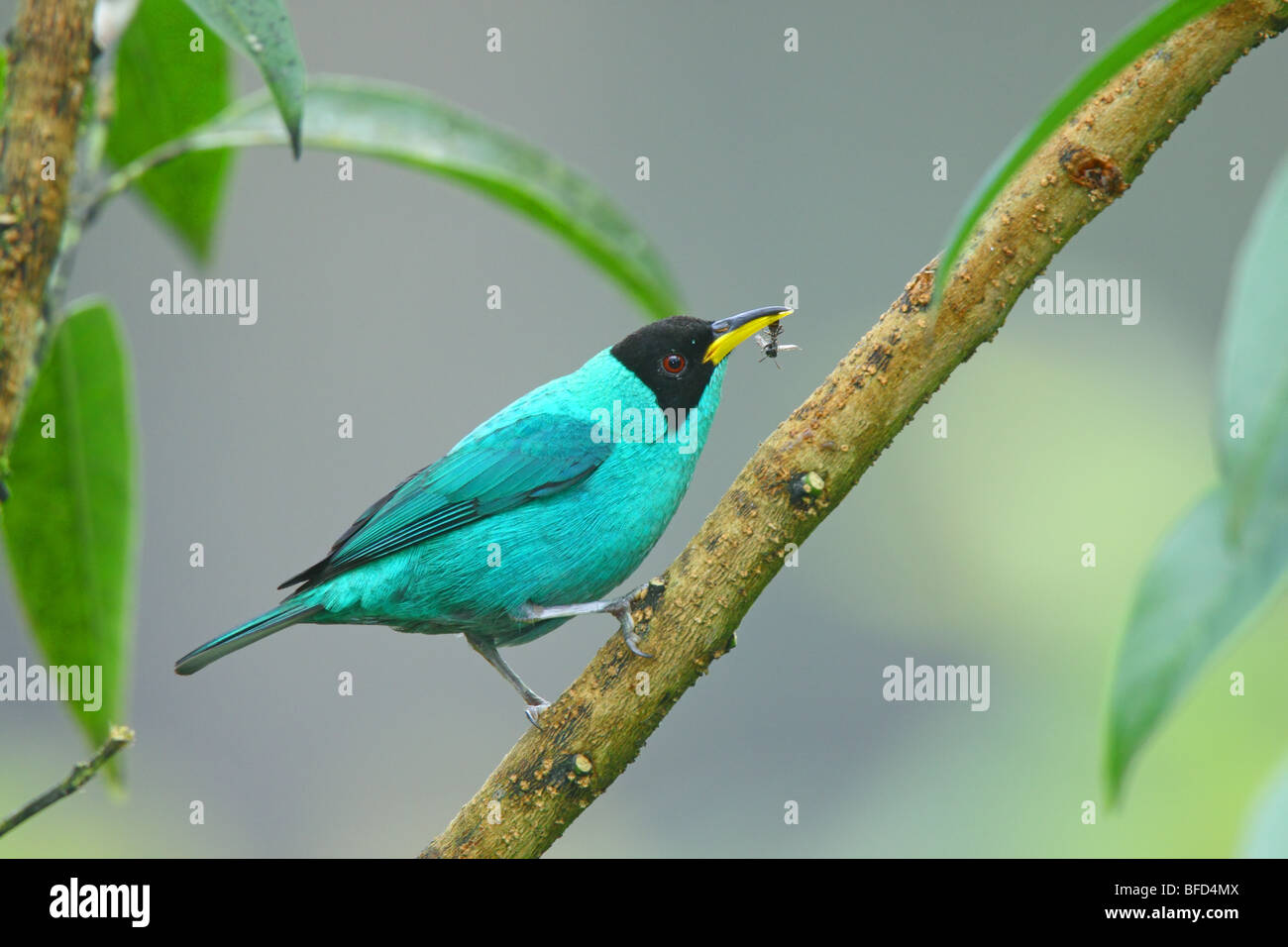 Green Honeycreeper with wasp prey item. Stock Photo