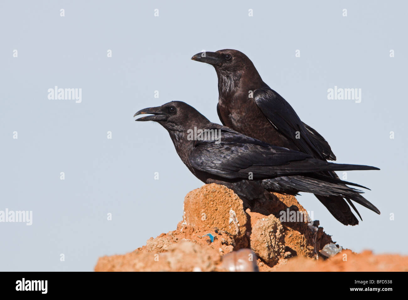 Brown-necked Raven Corvus ruficollis Stock Photo