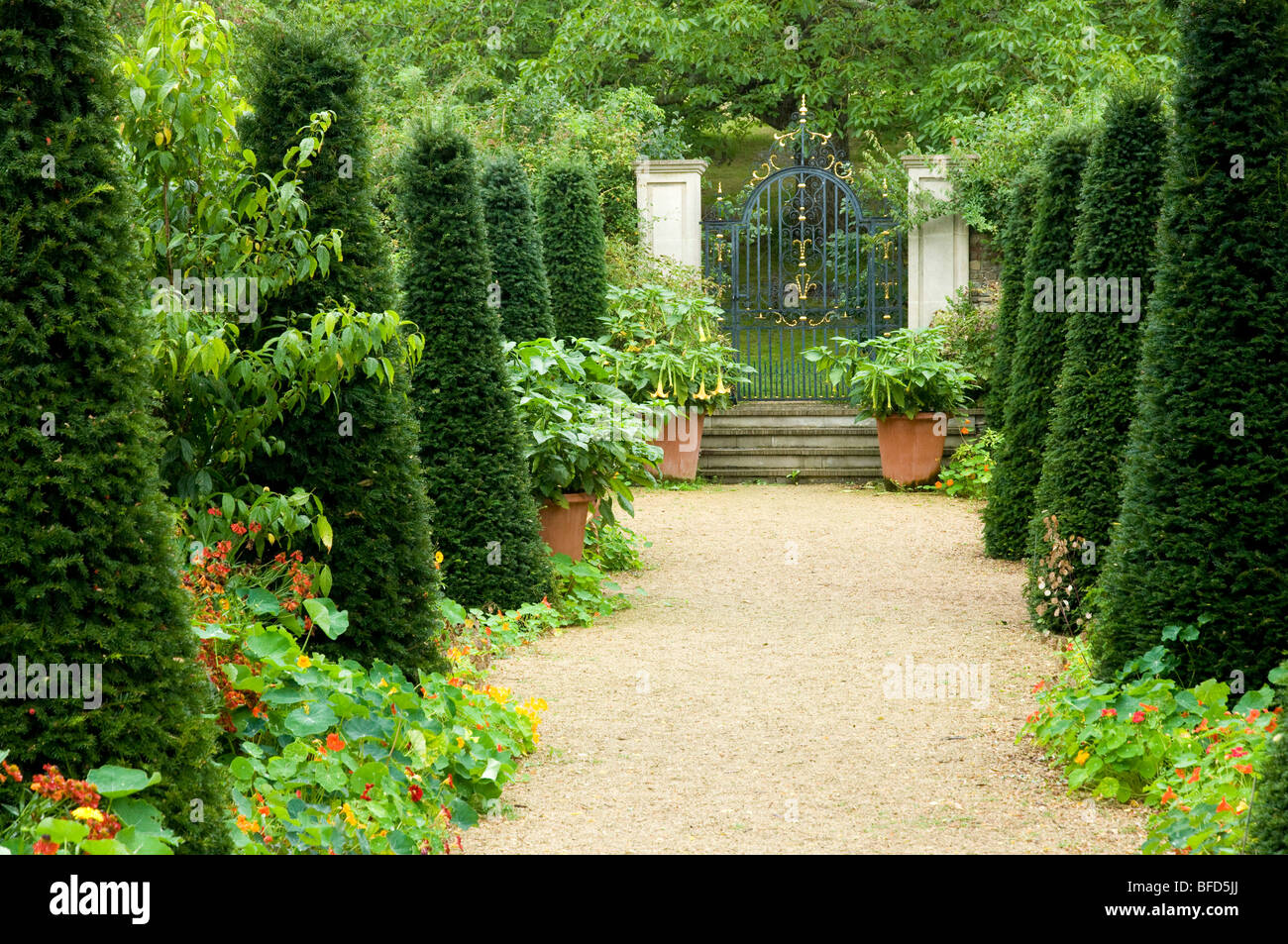 Hanham Court Garden, Cotswolds, England, UK. Formal gravel path, flanked  with Yew trees pillars. Stock Photo