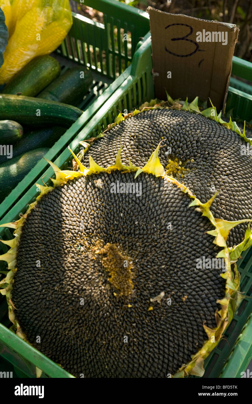 Display of sunflower seeds for sale at a local shop on a Polish