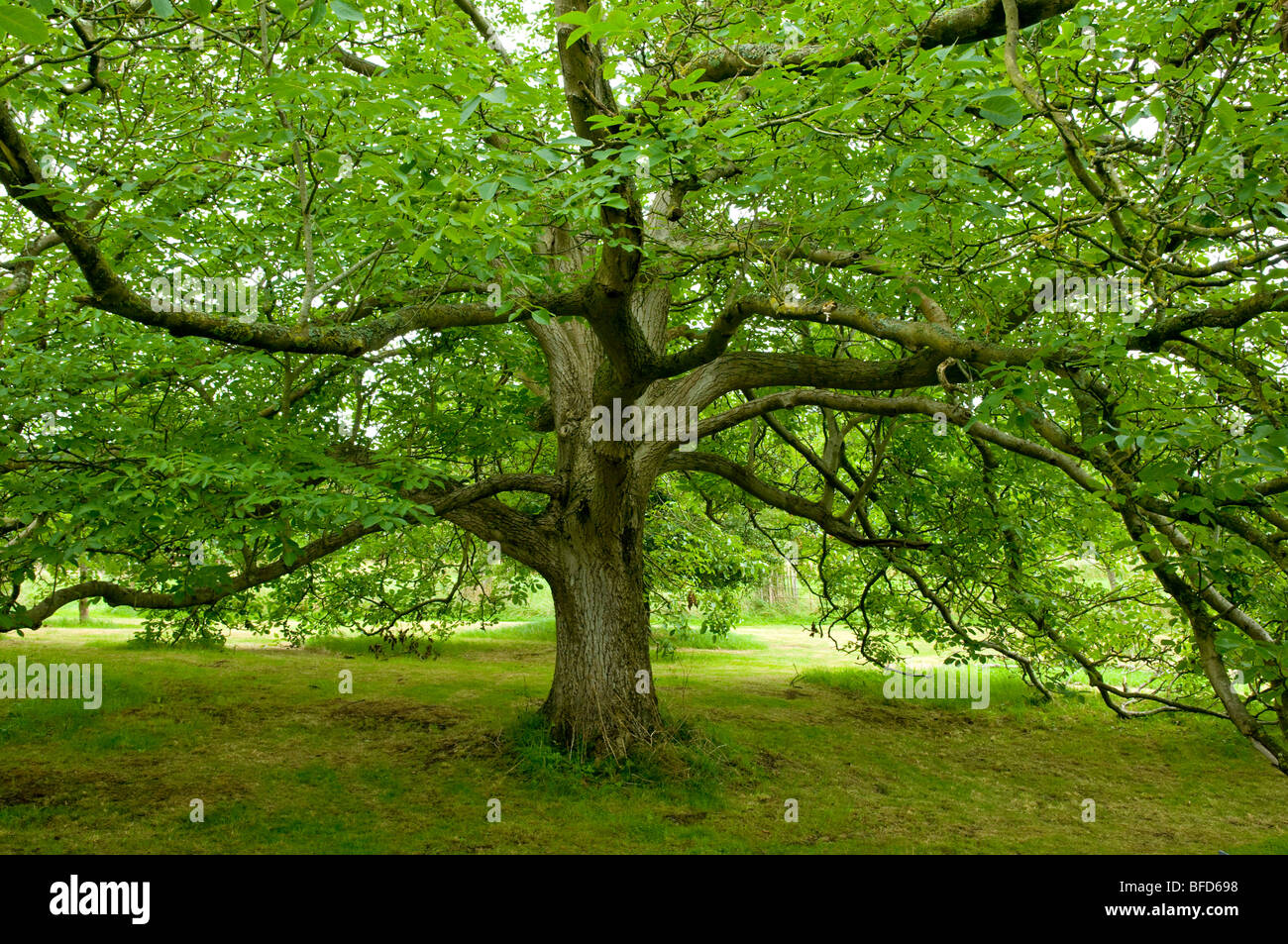 Magnificent Walnut Tree ( Juglans nigra ) at Hanham Court Gardens, Cotswolds, England. Stock Photo