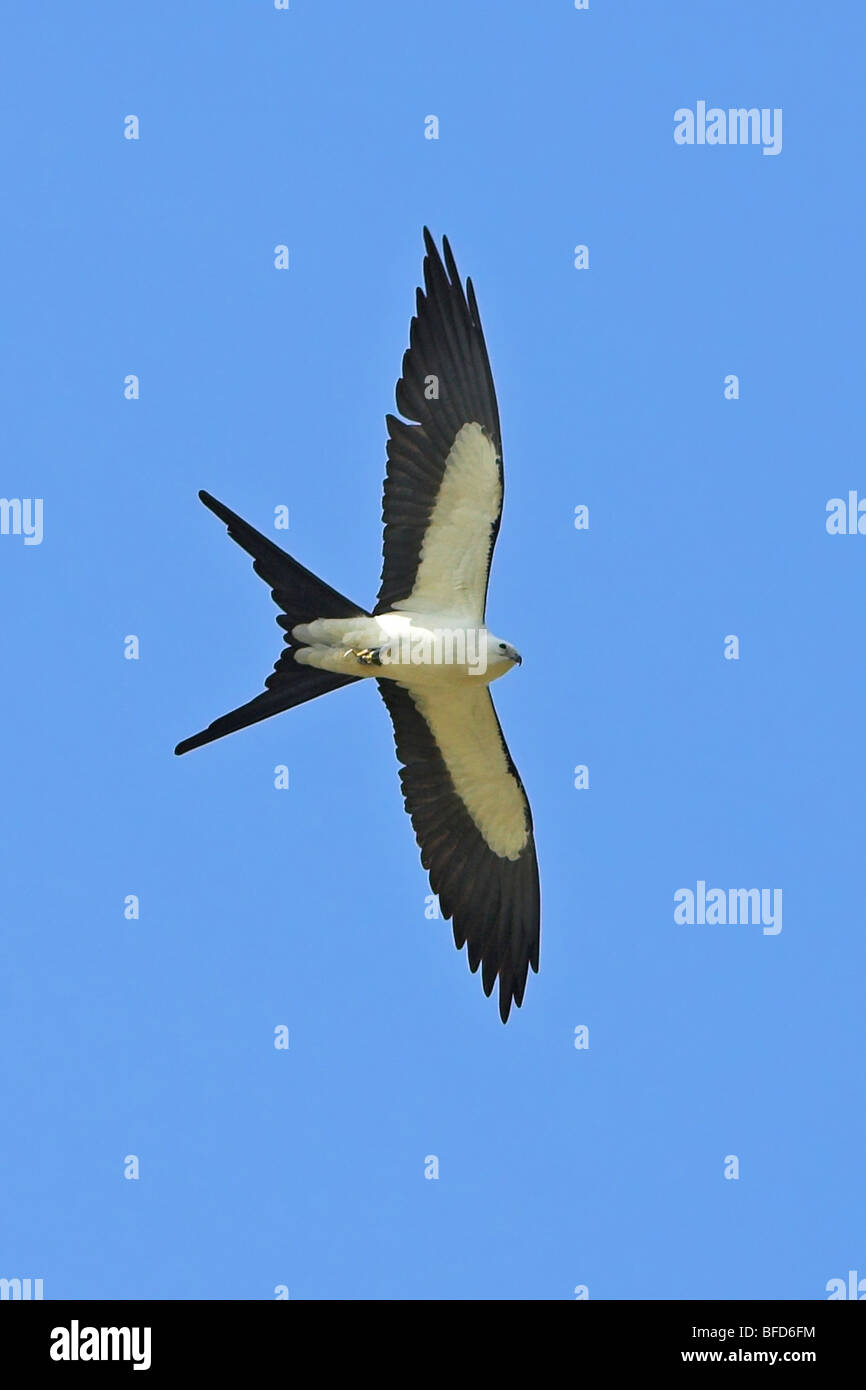 Swallowtailed Kite Elanoides forficatus Stock Photo Alamy