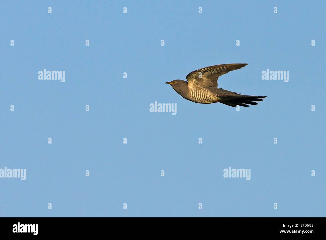 where-do-cuckoo-birds-live-hi-res-stock-photography-and-images-alamy