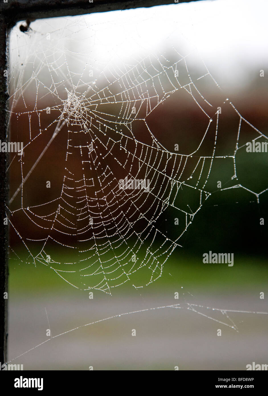 Spider's Web in soft light, Ireland Stock Photo