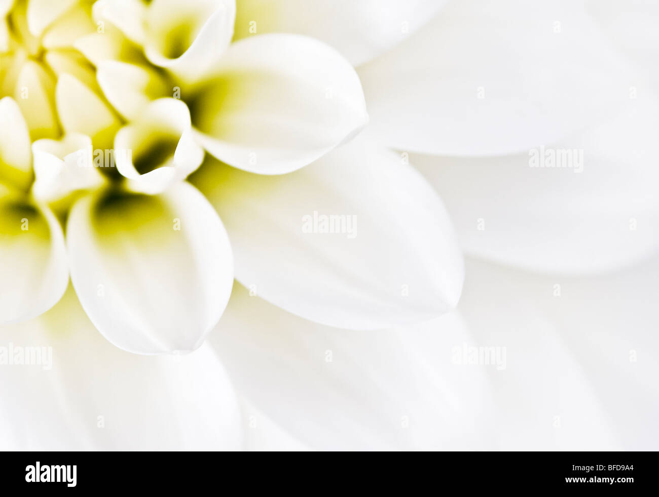 White Dahlia close up Stock Photo - Alamy