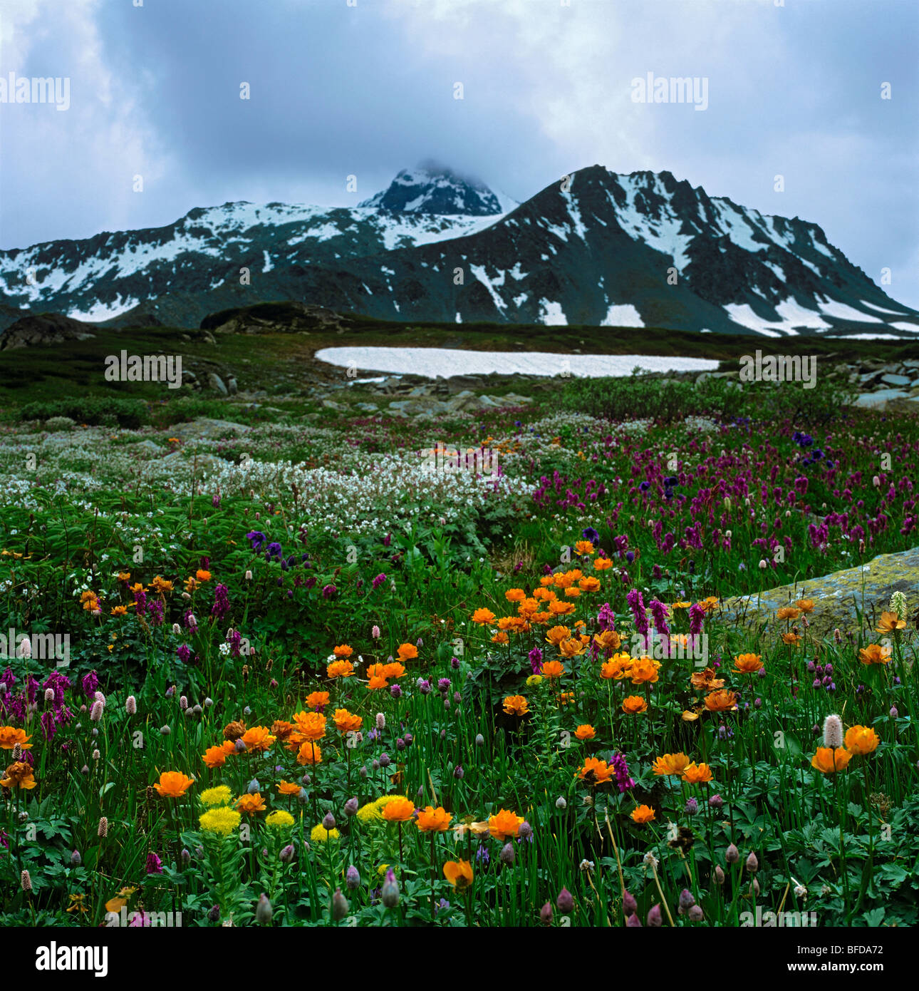 Alpine meadow in the Altai Mountains, Siberia. Russian Federation Stock ...