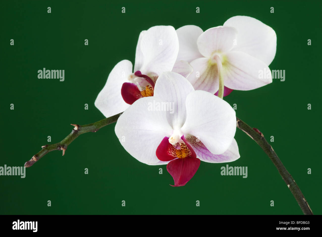 White Orchids close up Stock Photo