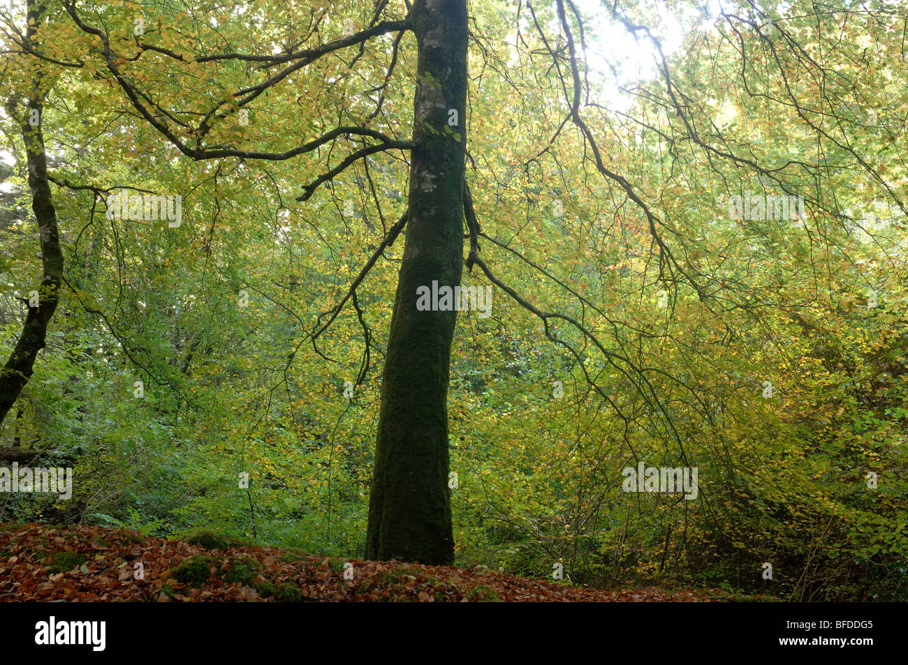 Woodland forest trees leaves hi-res stock photography and images - Alamy