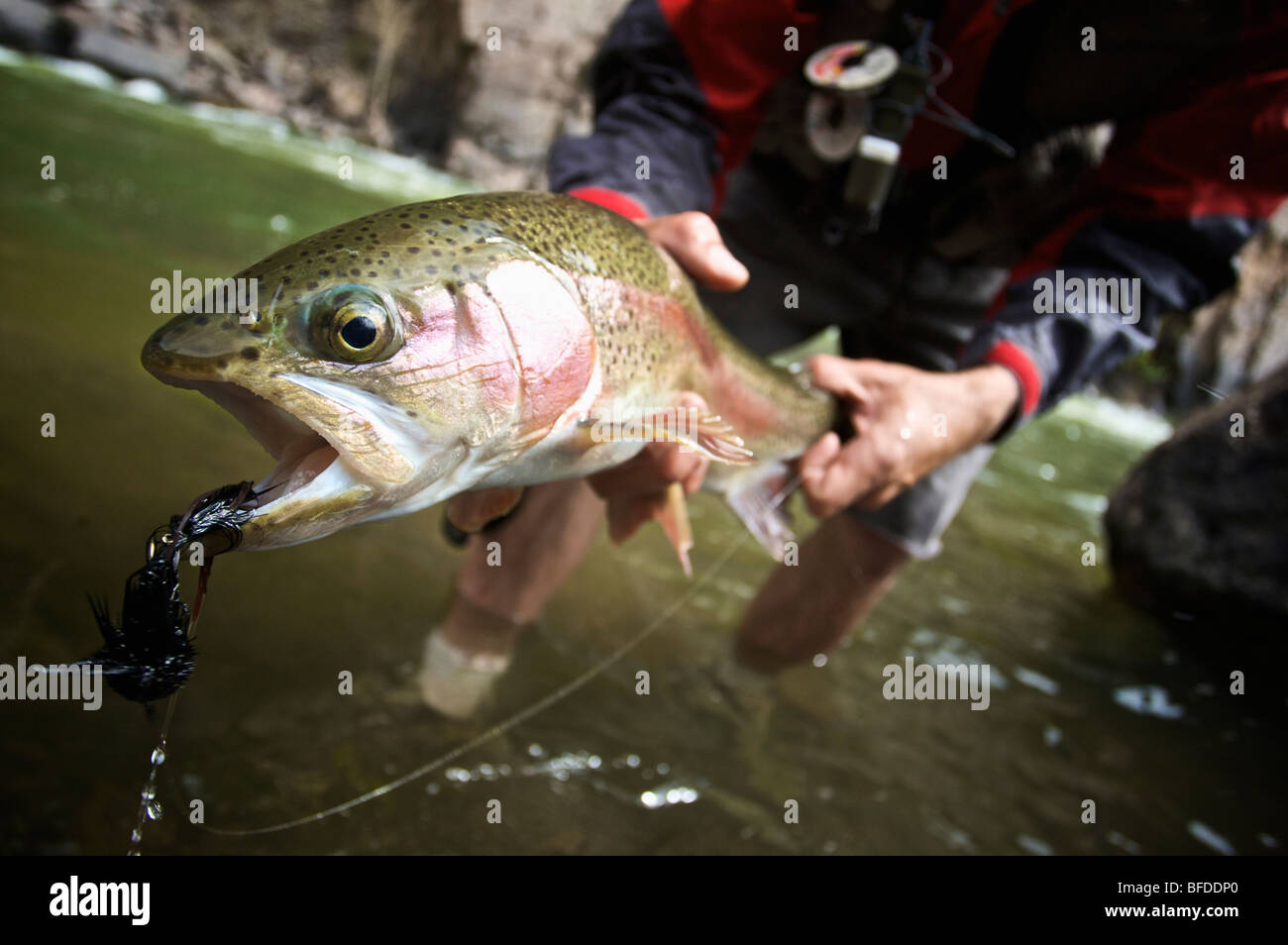 An angler holds up a Rainbow Trout in Black Canyon National Park. Stock Photo