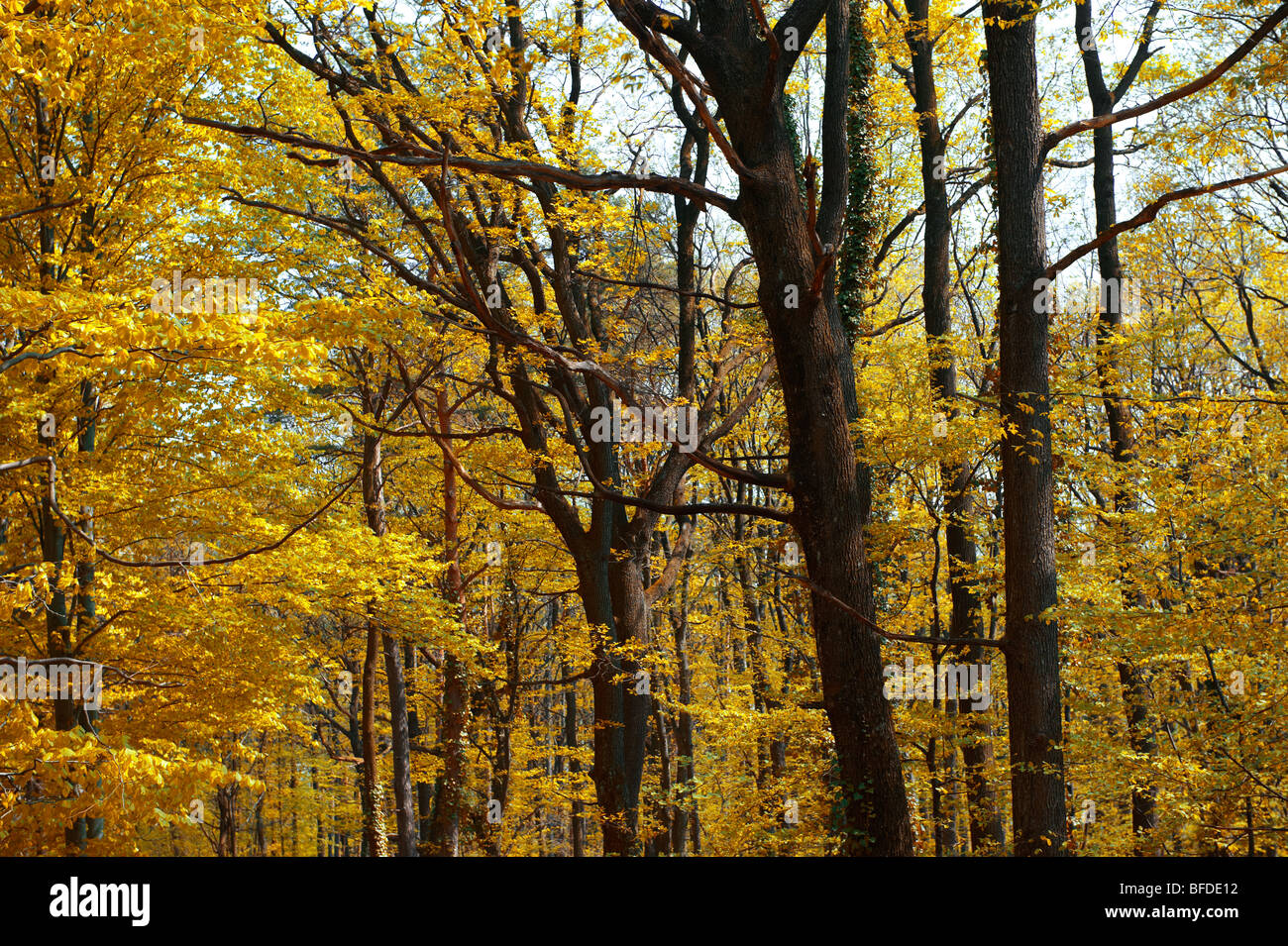 Forest in autumn on St Vid Hill, Velem Hungary Stock Photo