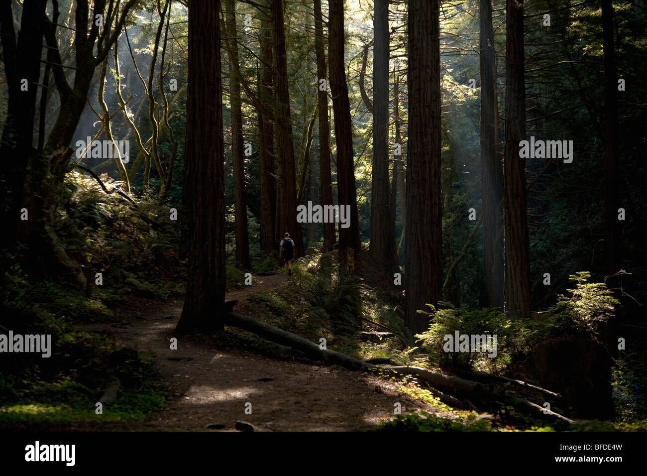 A women hiking a waterfall trail in Big Sur, California. Stock Photo