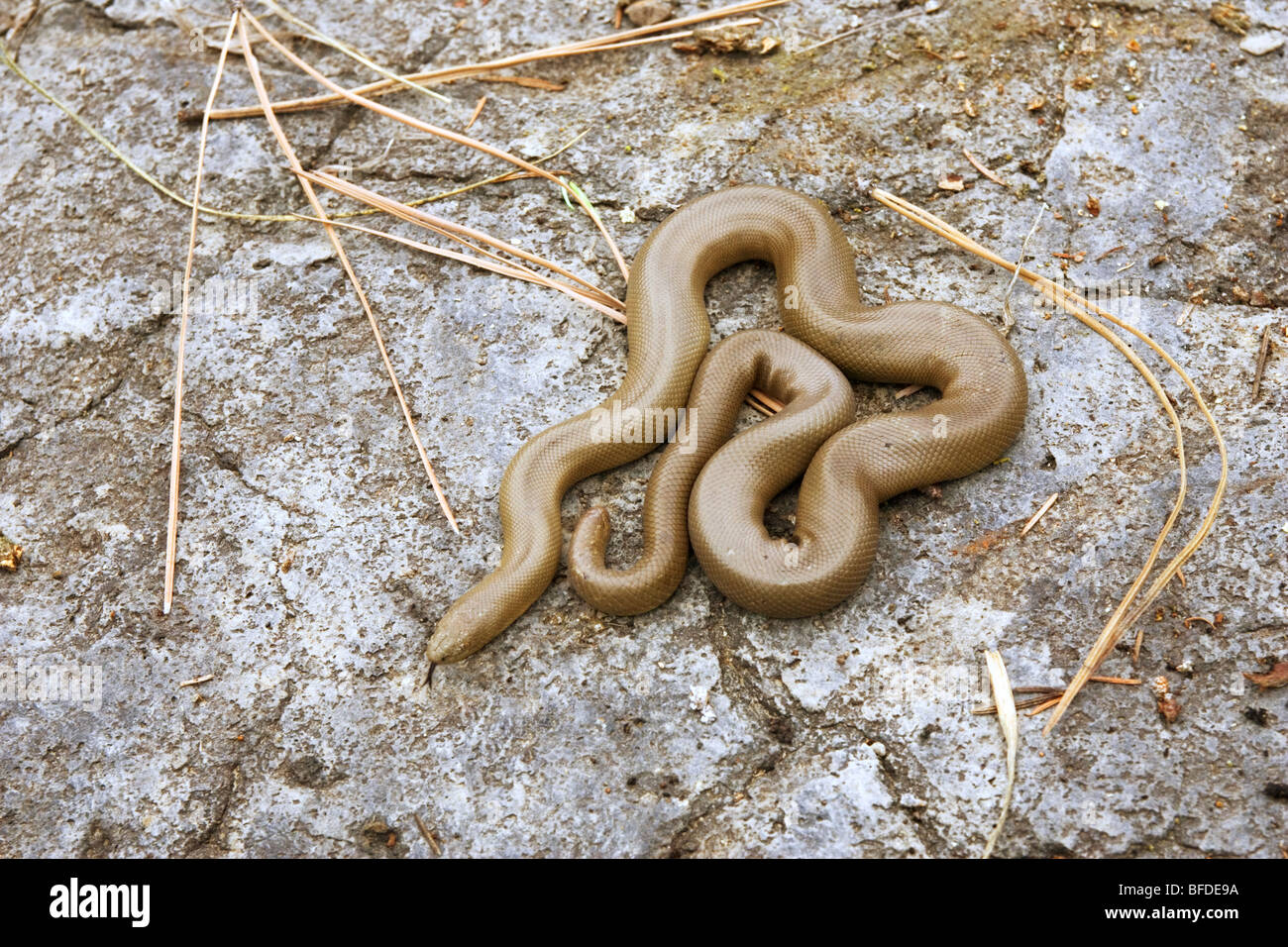 A Rubber boa snake (Charina bottae) in the grasslands of British
