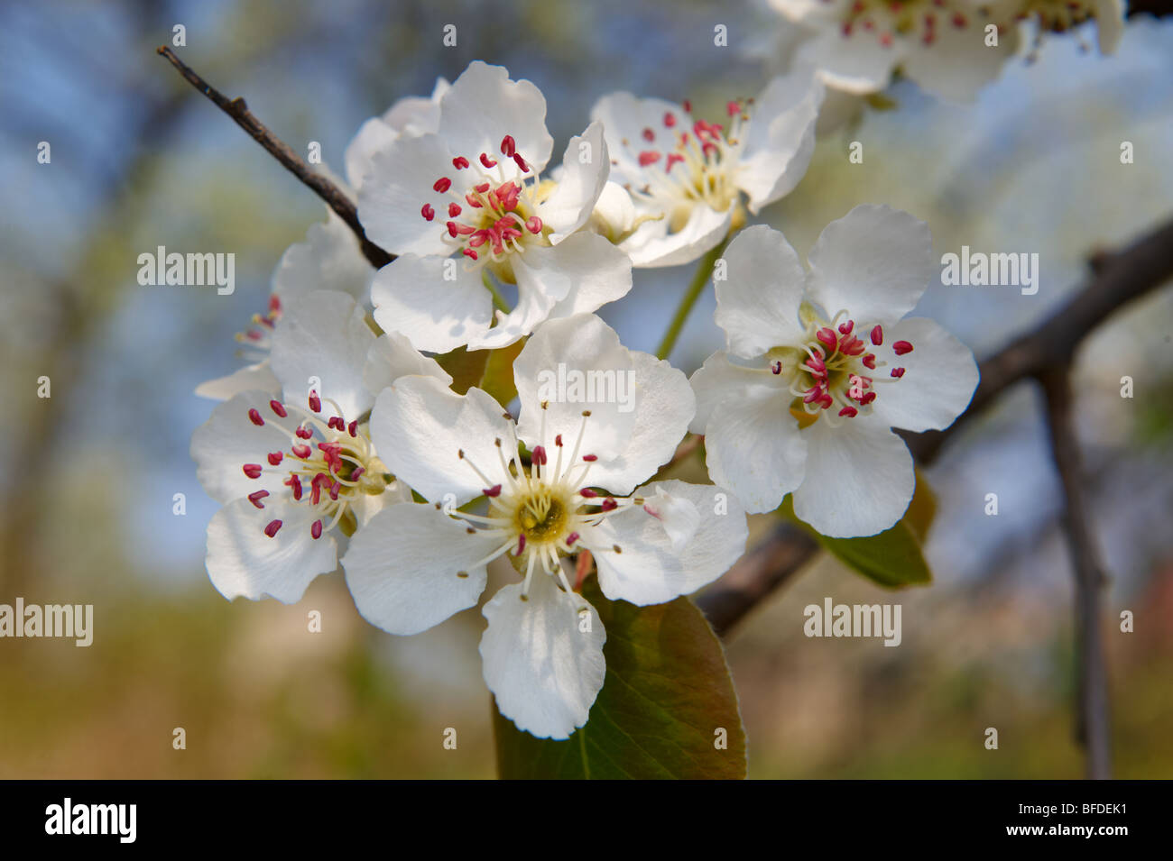 White cherry blossom on the orchard tree. Stock Photo