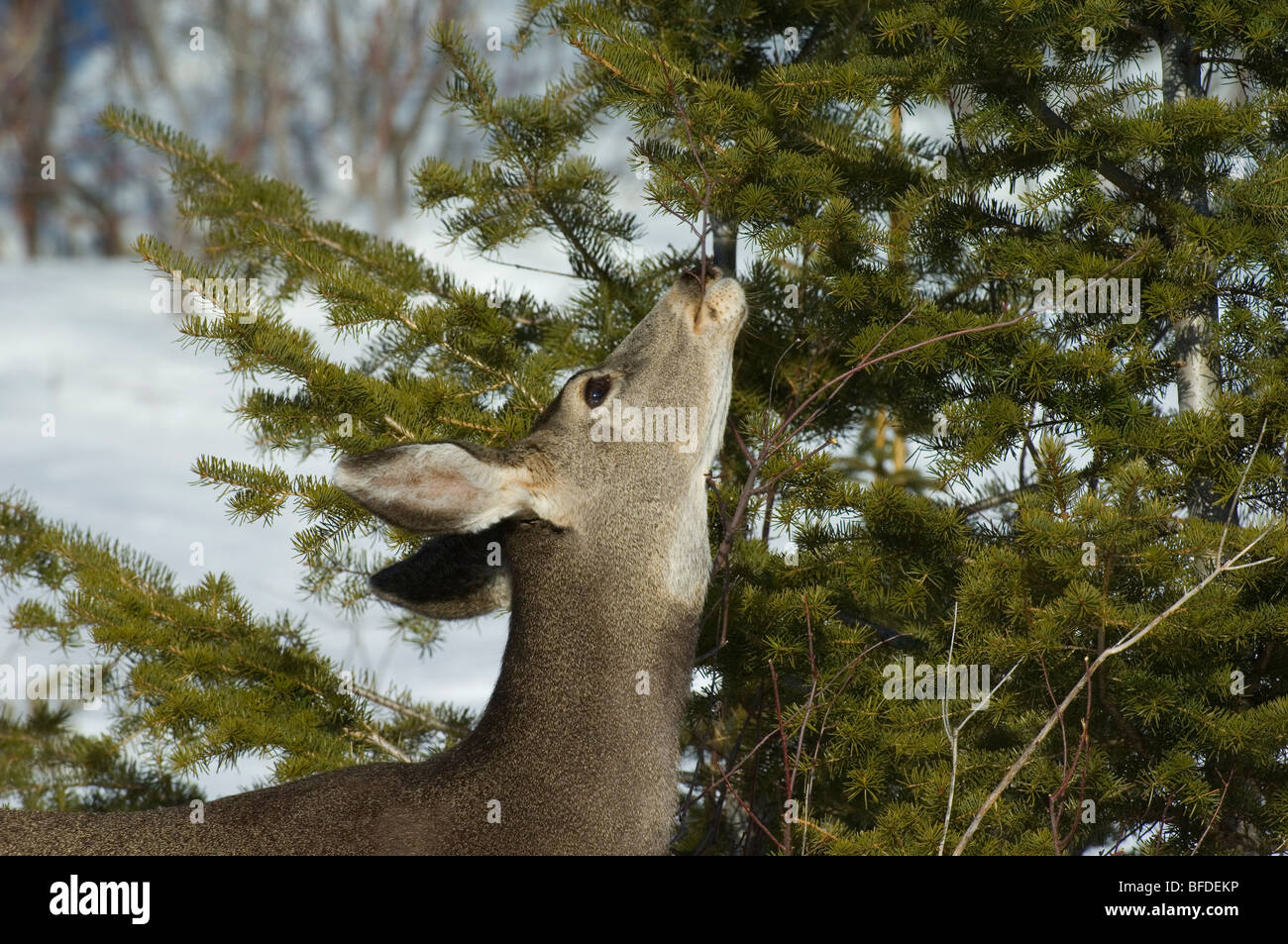 Female Mule deer (Odocoileus hemionus) munching on tree branch, Waterton Lakes National Park, Alberta, Canada. Stock Photo