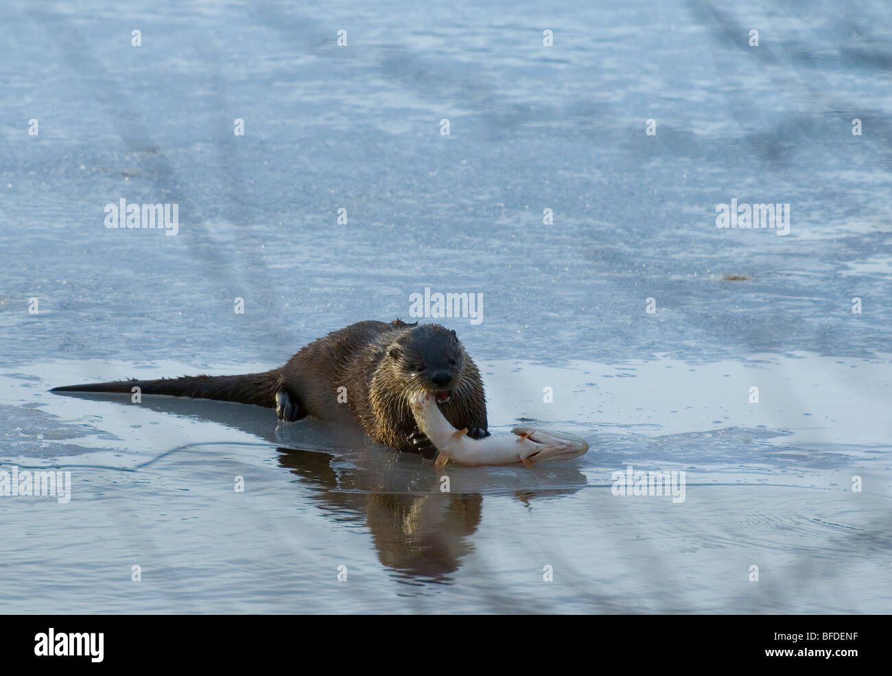 North American river otter (Lontra canadensis) eating Northern pike (Esox lucius), Waterton Lakes National Park, Alberta, Canada Stock Photo