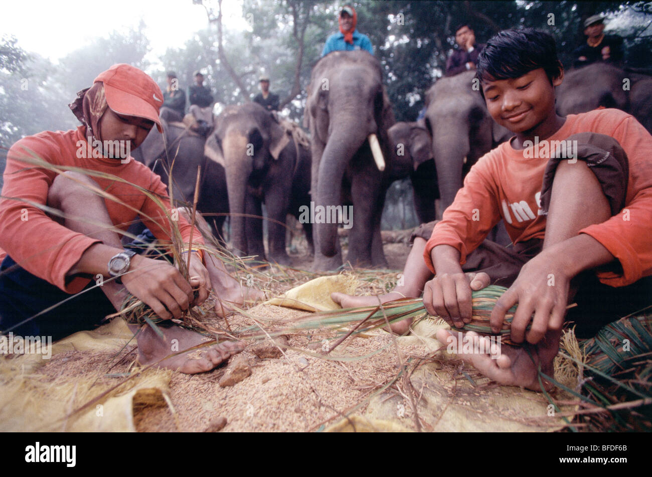 Employed by Wild Life Camp, operators prepare fodder for elephants in Chitwan, Nepal. Stock Photo