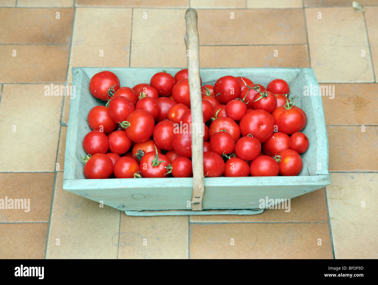 Tomatoes picked from French country garden Stock Photo