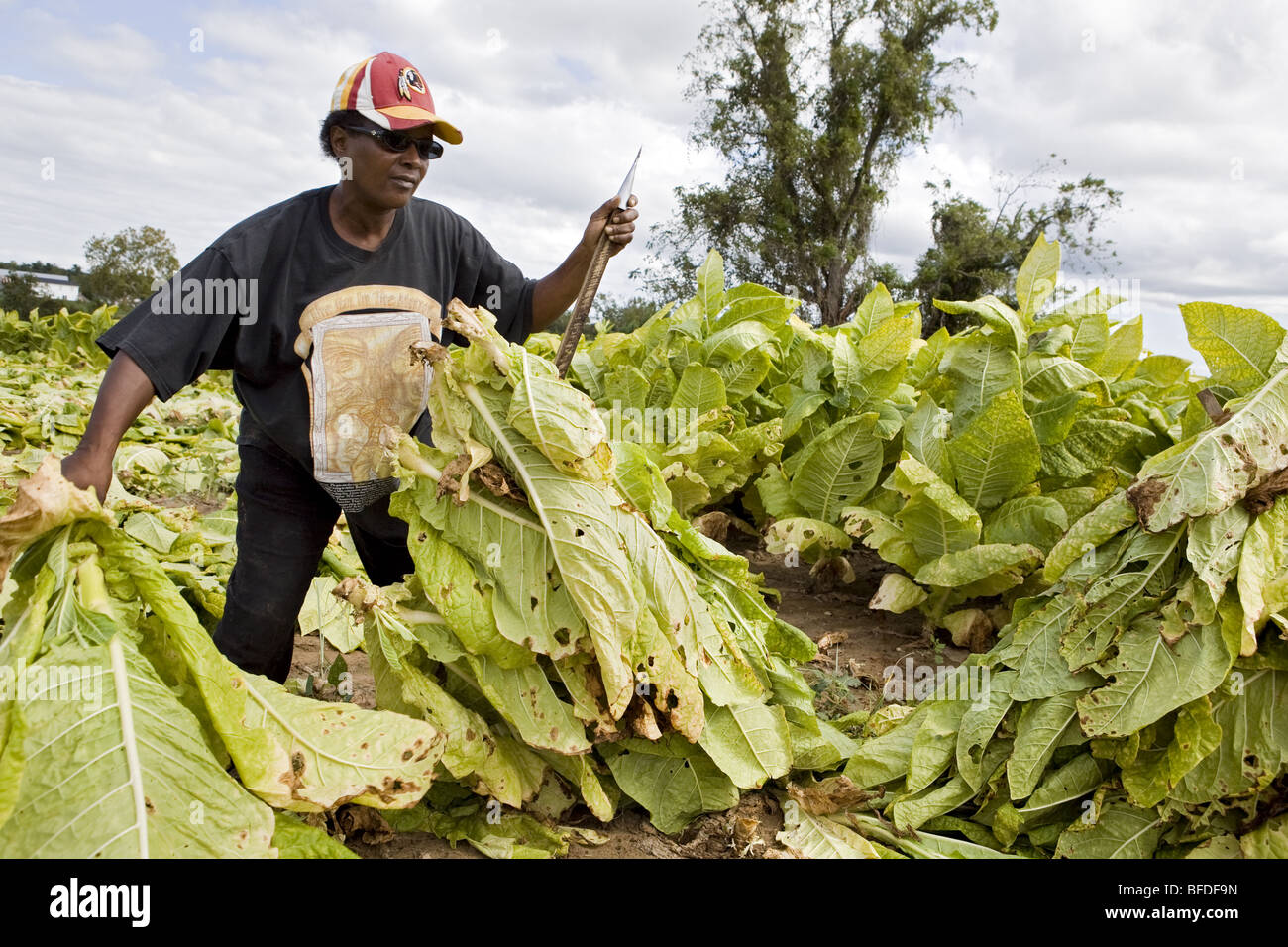Woman harvesting tobacco Stock Photo Alamy