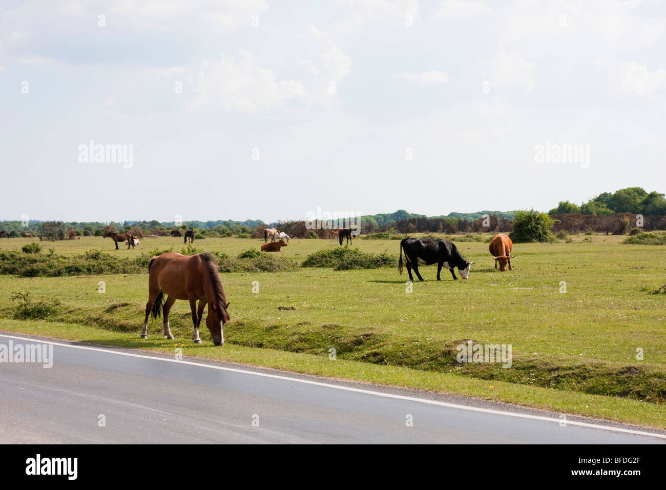 Road with livestock in New Forest, Hampshire, England Stock Photo Alamy