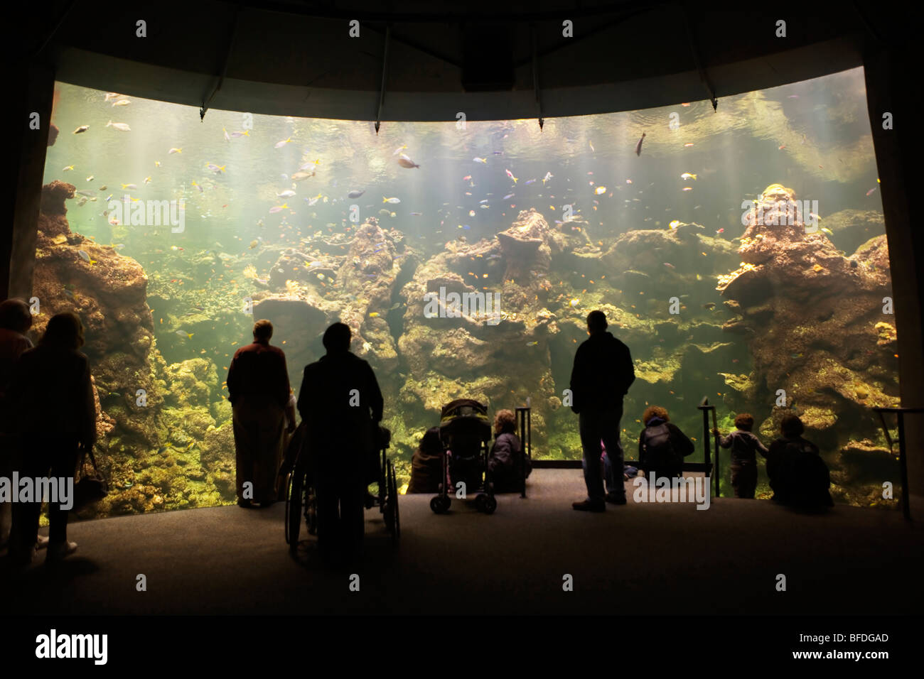 Silhouette of people standing in front of the Steinhart Aquarium at The ... - Silhouette Of People StanDing In Front Of The Steinhart Aquarium At BFDGAD