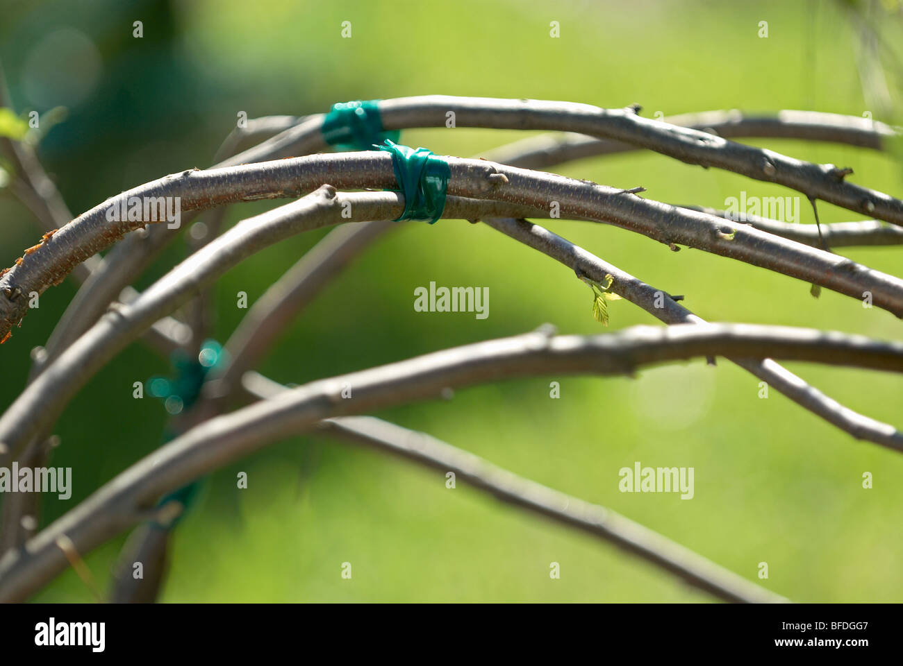 Stems taped together encouraging them to fuse together Stock Photo Alamy