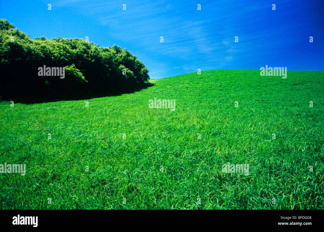 Green hay field, Tiger Hills, Manitoba, Canada Stock Photo Alamy