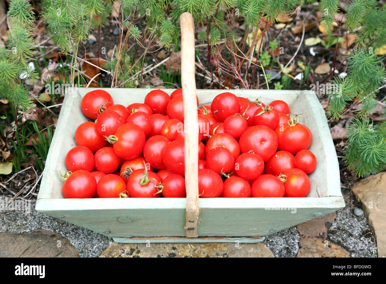 Tomatoes picked from French country garden Stock Photo