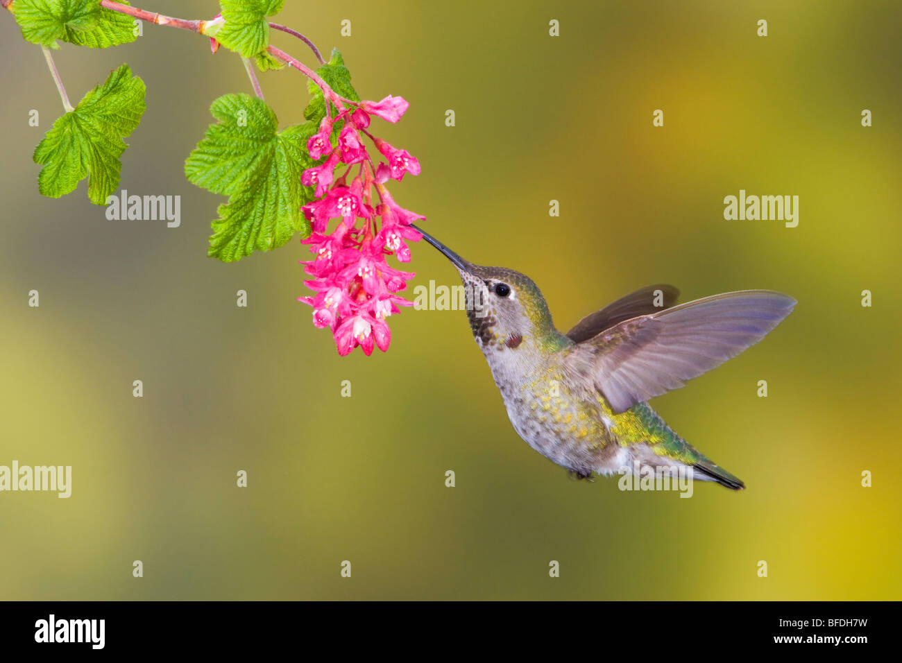 Anna's Hummingbird (Calypte anna) feeding at a red currant flower in Victoria, British Columbia, Canada Stock Photo