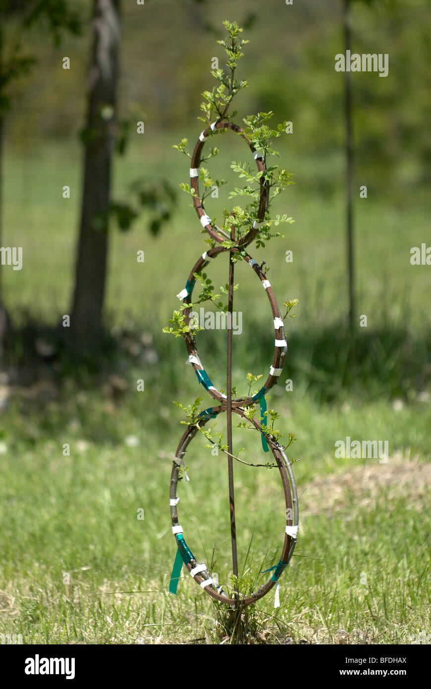Tree stems trained around metal frame Stock Photo