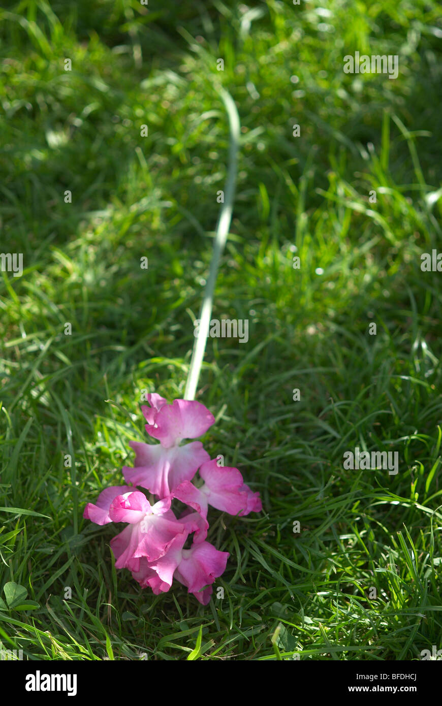 Flowering cut stem of a Sweet Pea plant Stock Photo