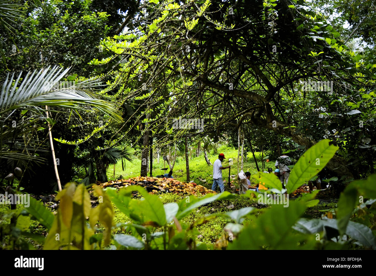 workers harvest cacao (Theobroma cacao) among lush, green trees and vegetation in Choroni, Venezuela. Stock Photo