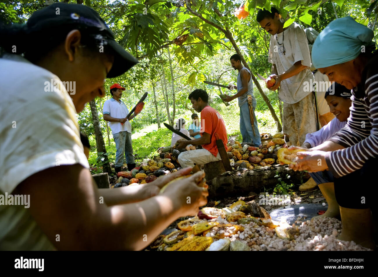 Several workers slice open cacao pods (Theobroma cacao) by hand  in Choroni, Venezuela. Stock Photo