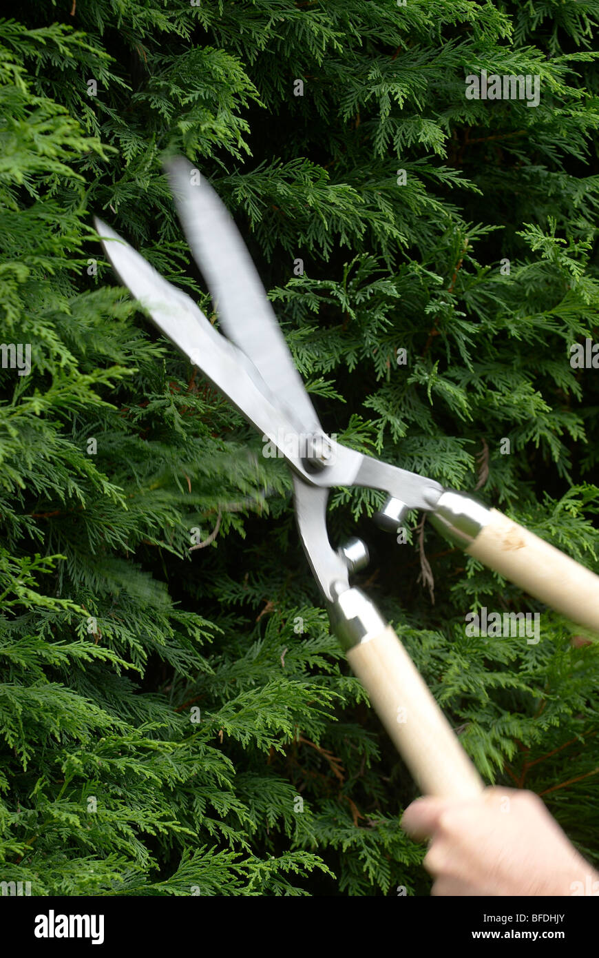 Leylandii hedge being cut with shears Stock Photo