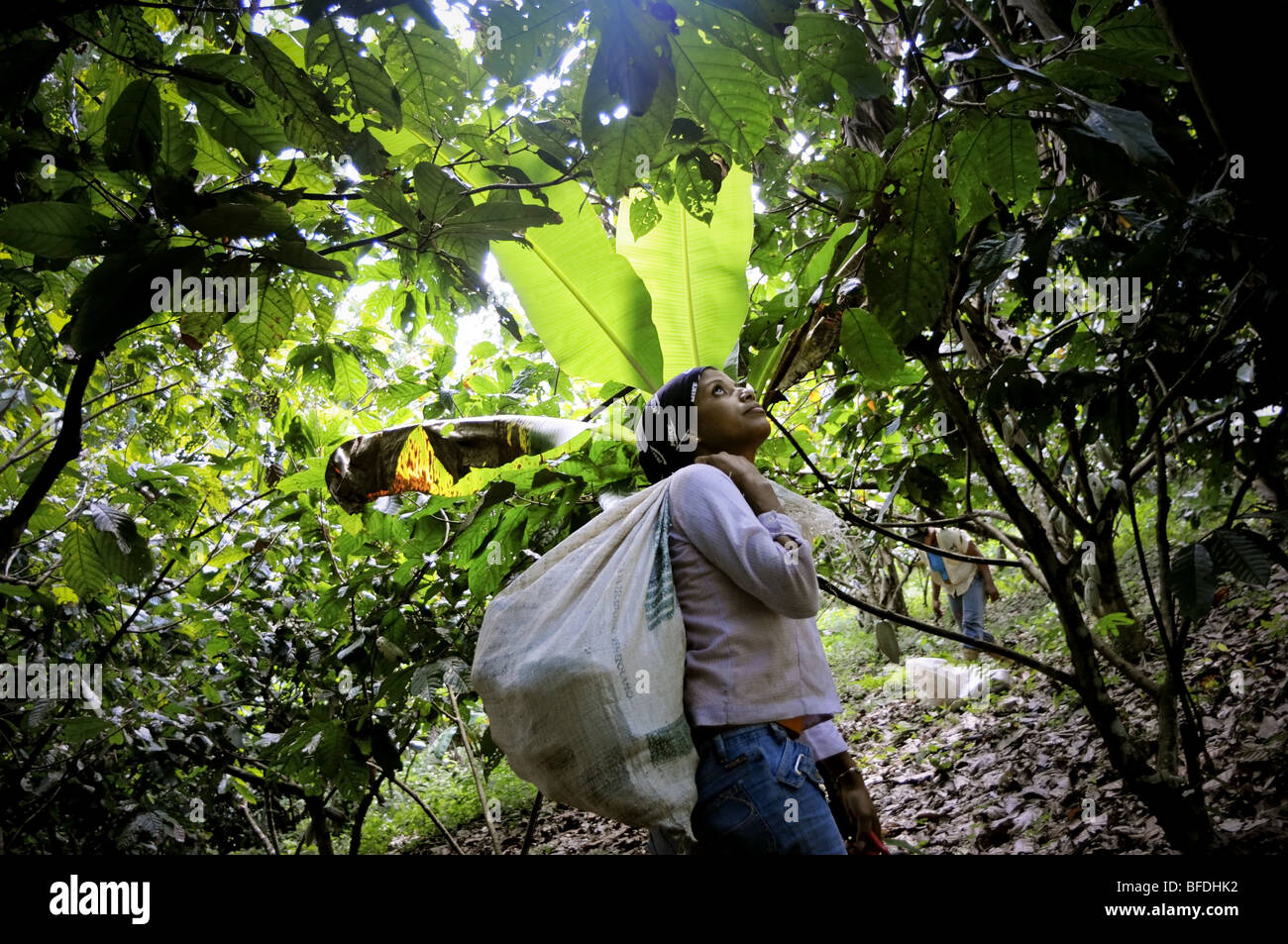 A young woman picks cacao pods (Theobroma cacao) among lush, green trees and vegetation in Choroni, Venezuela. Stock Photo